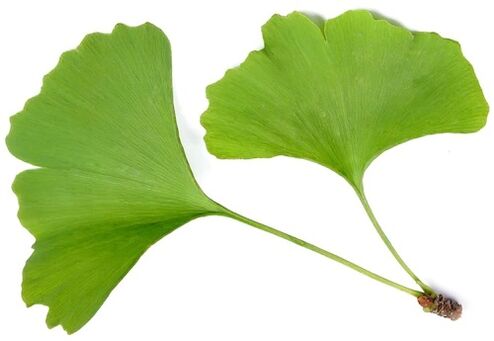 Insuvit conține ginkgo bilobe